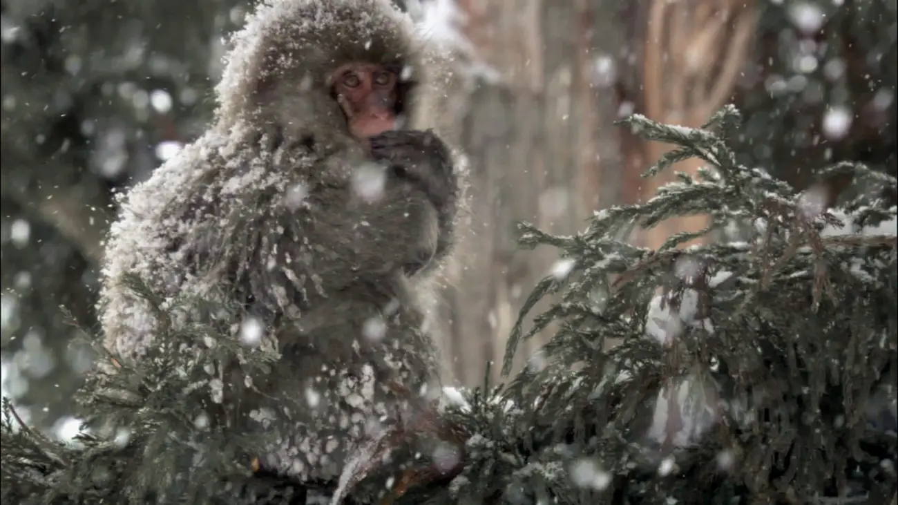 A Japanese Macaque with its fur covered in snow.